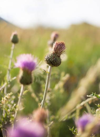 colorado-springs-bus-2