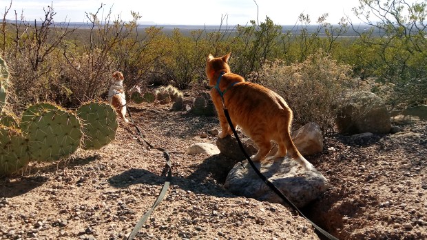 Welcome to cougar country