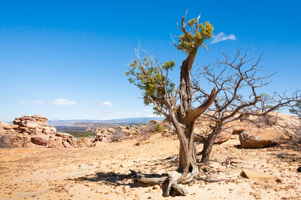 Tree at sandstone bluffs overlook el malpais