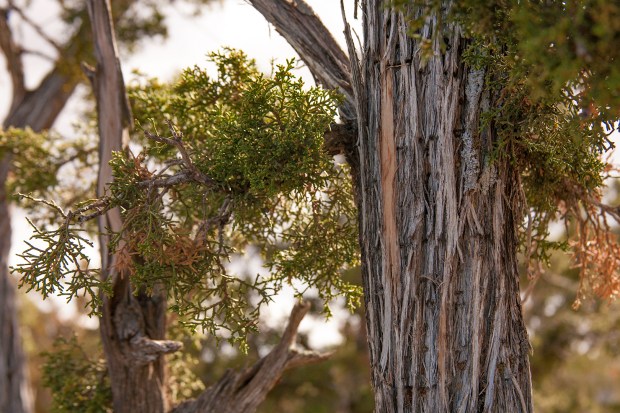 Pygmy Pines El Malpais Conservation Area