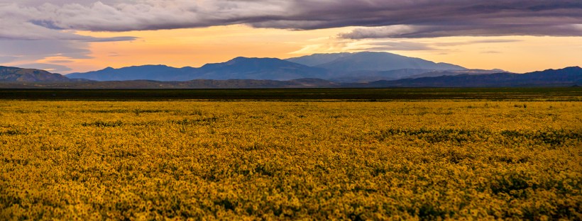 Superbloom-Carrizo-Plain-National-Monument-CA
