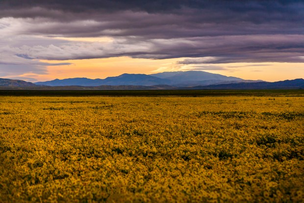 Superbloom-Carrizo-Plain-National-Monument-CA