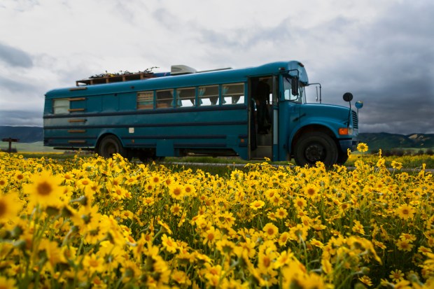 Superbloom-Carrizo-Plain-CA
