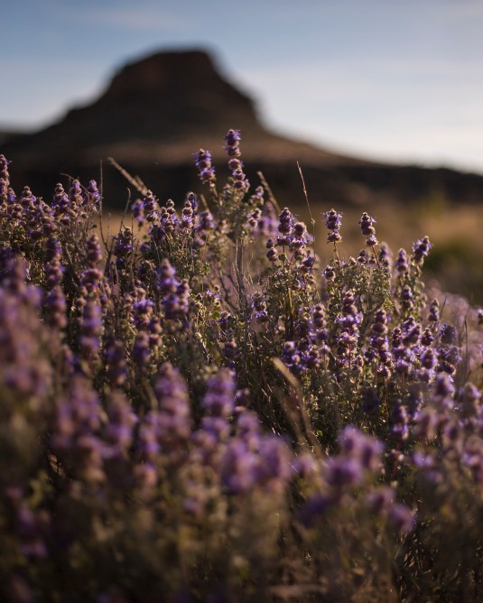 Superbloom at Mojave National Preserve