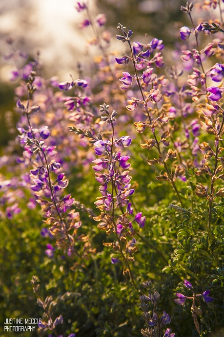 Wildflowers Henry Cowell Redwoods State Park