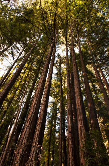 New growth trees Henry Cowell Redwoods State Park