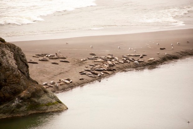 highway-one-CA-harbor-seals