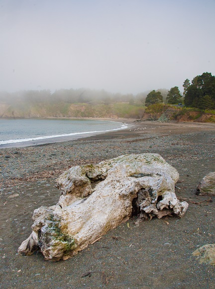 Van Damme State Park Beach CA Driftwood