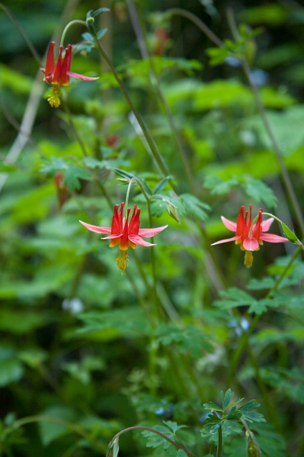 Hiking Trails Van Damme State PArk