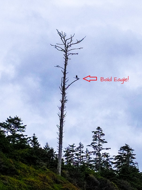 bald-eagle-kalaloch-beach-wa