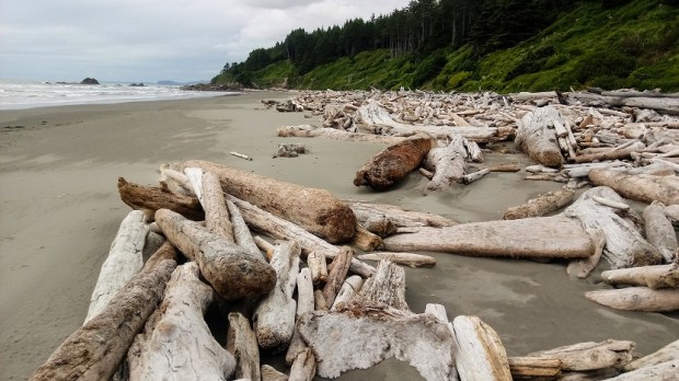 Driftwood at Kalaloch Beach Forks WA