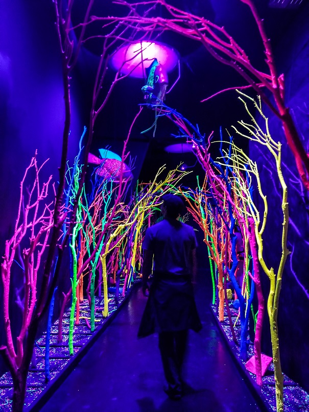 Meow Wolf