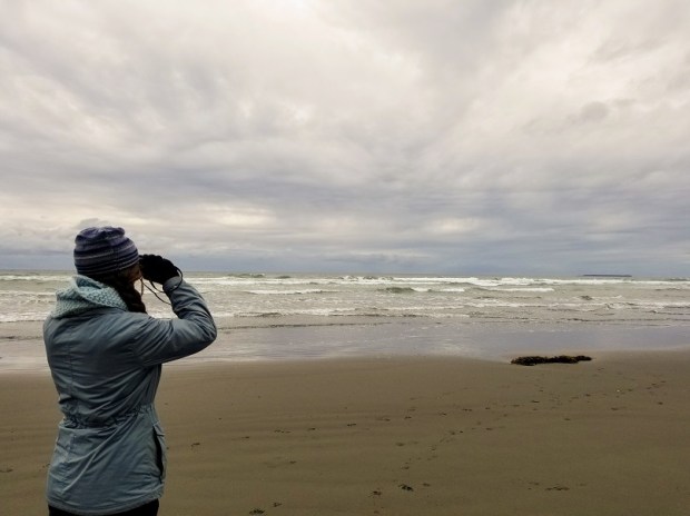 Whale watching at kalaloch beach forks WA
