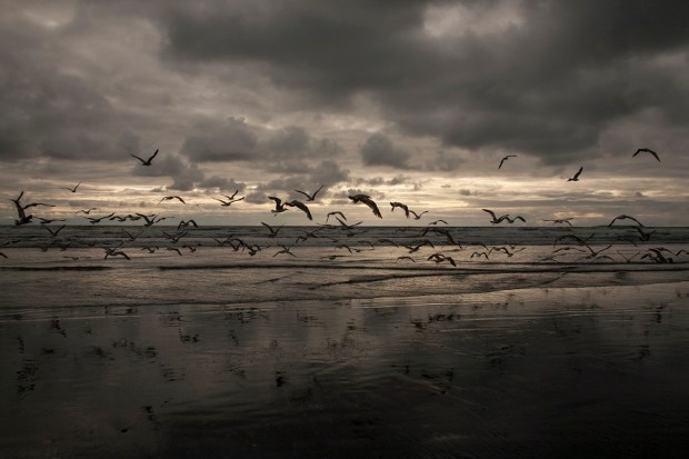 Seagulls Kalaloch Beach WA
