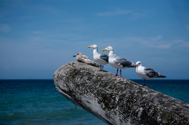 Dungeness=Spit-WA-Gulsl