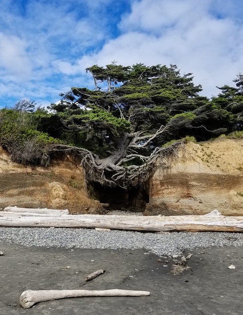 The Great Tree Kalaloch Beach Forks WA