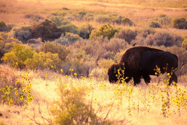 Syracuse-UT-Antelope-Island-State-Park-Bison
