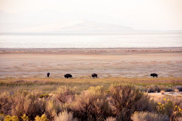 Syracuse-UT-Antelope-ISland-State-Park-Bison