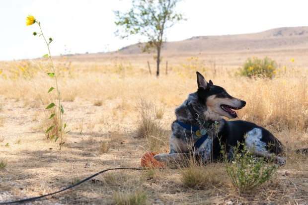 Syracuse-UT-Antelope-Island-State-Park-UT-RV-Campground-Pets-Allowed